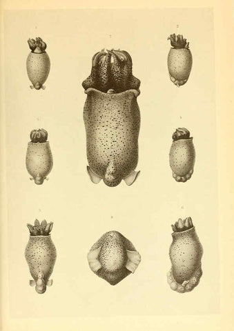 Reproducción/Reproduction 6139734845: The Cephalopod. atlas Jerusalem :Israel Program for Scientific Translations ; Springfield, Va. : available from the U. S. National Technical Information Service,1975