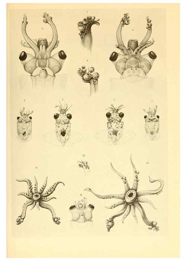 Reproducción/Reproduction 6140274550: The Cephalopod. atlas Jerusalem :Israel Program for Scientific Translations ; Springfield, Va. : available from the U. S. National Technical Information Service,1975