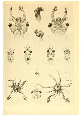 Reproducción/Reproduction 6140274550: The Cephalopod. atlas Jerusalem :Israel Program for Scientific Translations ; Springfield, Va. : available from the U. S. National Technical Information Service,1975