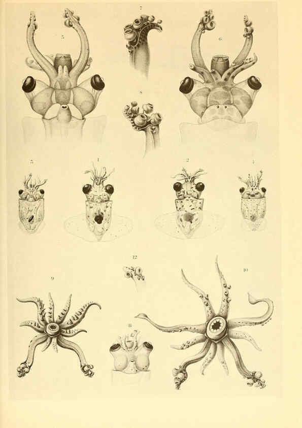 Reproducción/Reproduction 6140274550: The Cephalopod. atlas Jerusalem :Israel Program for Scientific Translations ; Springfield, Va. : available from the U. S. National Technical Information Service,1975