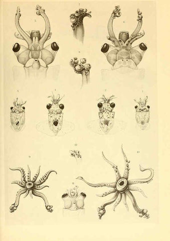 Reproducción/Reproduction 6140274550: The Cephalopod. atlas Jerusalem :Israel Program for Scientific Translations ; Springfield, Va. : available from the U. S. National Technical Information Service,1975