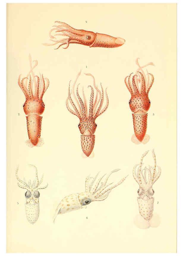 Reproducción/Reproduction 6140274748: The Cephalopod. atlas Jerusalem :Israel Program for Scientific Translations ; Springfield, Va. : available from the U. S. National Technical Information Service,1975