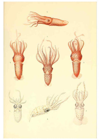 Reproducción/Reproduction 6140274748: The Cephalopod. atlas Jerusalem :Israel Program for Scientific Translations ; Springfield, Va. : available from the U. S. National Technical Information Service,1975