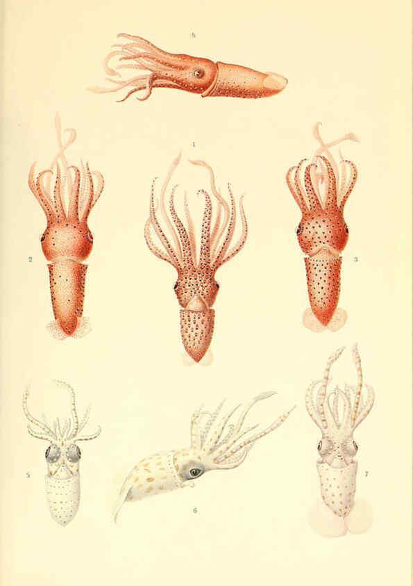 Reproducción/Reproduction 6140274748: The Cephalopod. atlas Jerusalem :Israel Program for Scientific Translations ; Springfield, Va. : available from the U. S. National Technical Information Service,1975