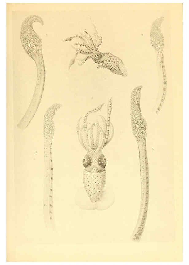 Reproducción/Reproduction 6140275220: The Cephalopod. atlas Jerusalem :Israel Program for Scientific Translations ; Springfield, Va. : available from the U. S. National Technical Information Service,1975