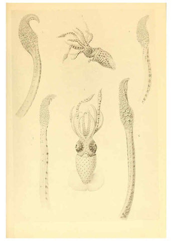 Reproducción/Reproduction 6140275220: The Cephalopod. atlas Jerusalem :Israel Program for Scientific Translations ; Springfield, Va. : available from the U. S. National Technical Information Service,1975