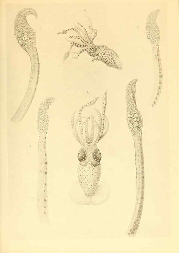 Reproducción/Reproduction 6140275220: The Cephalopod. atlas Jerusalem :Israel Program for Scientific Translations ; Springfield, Va. : available from the U. S. National Technical Information Service,1975