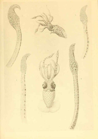 Reproducción/Reproduction 6140275220: The Cephalopod. atlas Jerusalem :Israel Program for Scientific Translations ; Springfield, Va. : available from the U. S. National Technical Information Service,1975