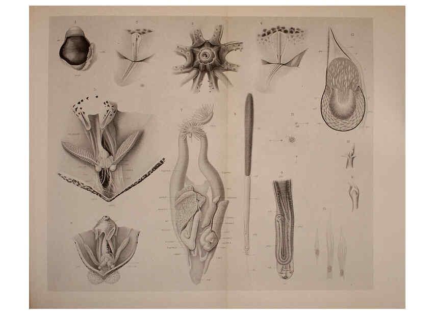Reproducción/Reproduction 6140275386: The Cephalopod. atlas Jerusalem :Israel Program for Scientific Translations ; Springfield, Va. : available from the U. S. National Technical Information Service,1975