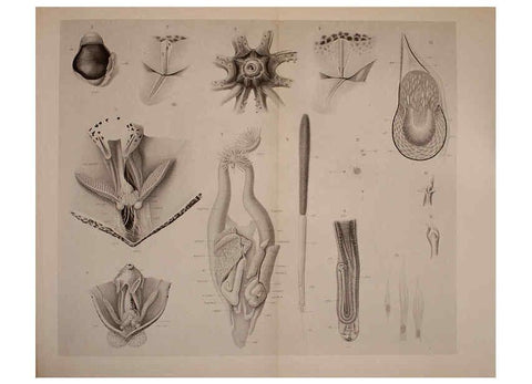 Reproducción/Reproduction 6140275386: The Cephalopod. atlas Jerusalem :Israel Program for Scientific Translations ; Springfield, Va. : available from the U. S. National Technical Information Service,1975