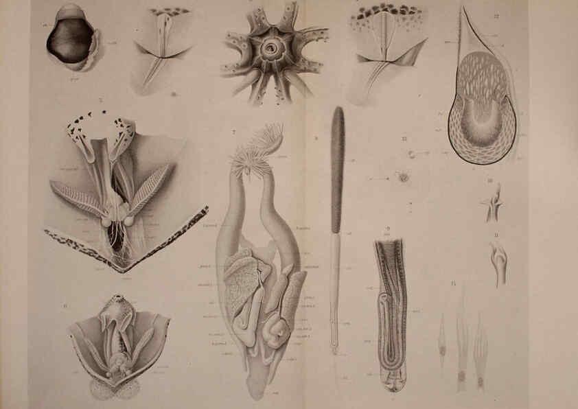 Reproducción/Reproduction 6140275386: The Cephalopod. atlas Jerusalem :Israel Program for Scientific Translations ; Springfield, Va. : available from the U. S. National Technical Information Service,1975