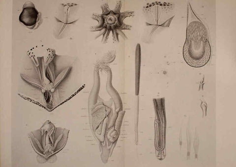 Reproducción/Reproduction 6140275386: The Cephalopod. atlas Jerusalem :Israel Program for Scientific Translations ; Springfield, Va. : available from the U. S. National Technical Information Service,1975