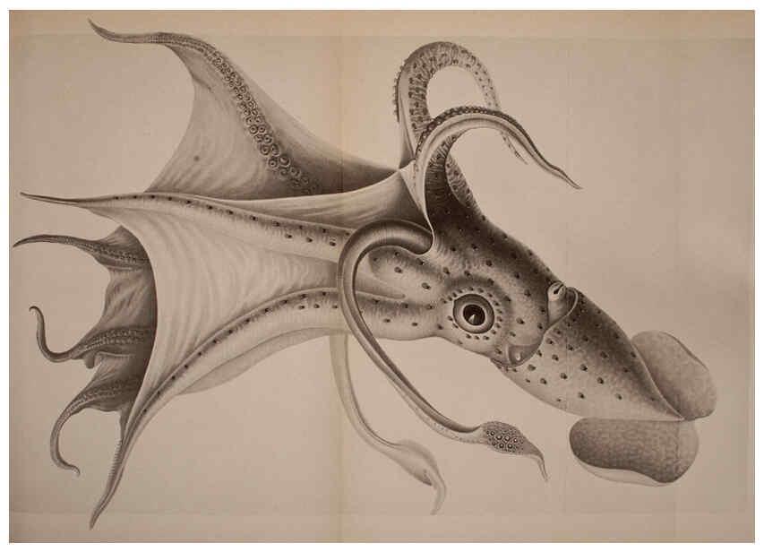 Reproducción/Reproduction 6140275594: The Cephalopod. atlas Jerusalem :Israel Program for Scientific Translations ; Springfield, Va. : available from the U. S. National Technical Information Service,1975