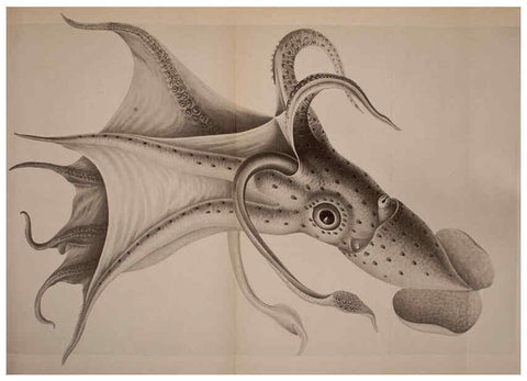 Reproducción/Reproduction 6140275594: The Cephalopod. atlas Jerusalem :Israel Program for Scientific Translations ; Springfield, Va. : available from the U. S. National Technical Information Service,1975