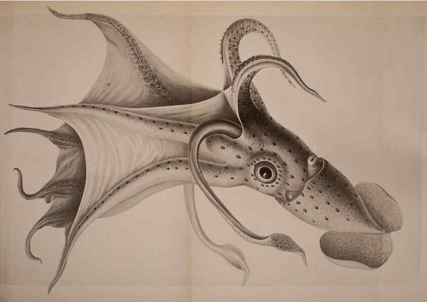 Reproducción/Reproduction 6140275594: The Cephalopod. atlas Jerusalem :Israel Program for Scientific Translations ; Springfield, Va. : available from the U. S. National Technical Information Service,1975