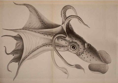 Reproducción/Reproduction 6140275594: The Cephalopod. atlas Jerusalem :Israel Program for Scientific Translations ; Springfield, Va. : available from the U. S. National Technical Information Service,1975