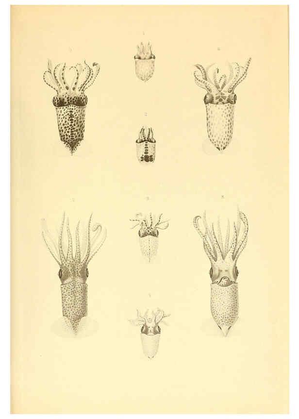 Reproducción/Reproduction 6140275752: The Cephalopod. atlas Jerusalem :Israel Program for Scientific Translations ; Springfield, Va. : available from the U. S. National Technical Information Service,1975