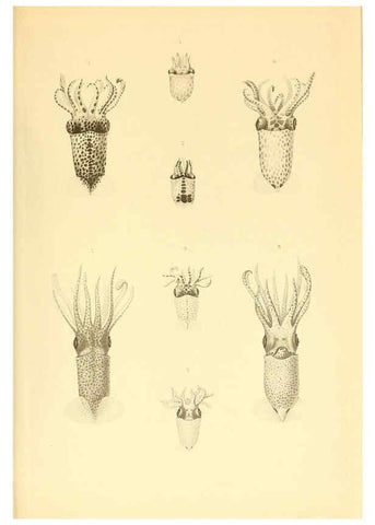 Reproducción/Reproduction 6140275752: The Cephalopod. atlas Jerusalem :Israel Program for Scientific Translations ; Springfield, Va. : available from the U. S. National Technical Information Service,1975