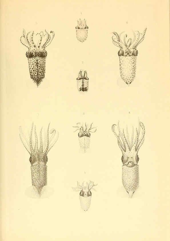 Reproducción/Reproduction 6140275752: The Cephalopod. atlas Jerusalem :Israel Program for Scientific Translations ; Springfield, Va. : available from the U. S. National Technical Information Service,1975