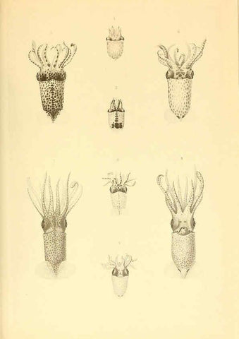 Reproducción/Reproduction 6140275752: The Cephalopod. atlas Jerusalem :Israel Program for Scientific Translations ; Springfield, Va. : available from the U. S. National Technical Information Service,1975