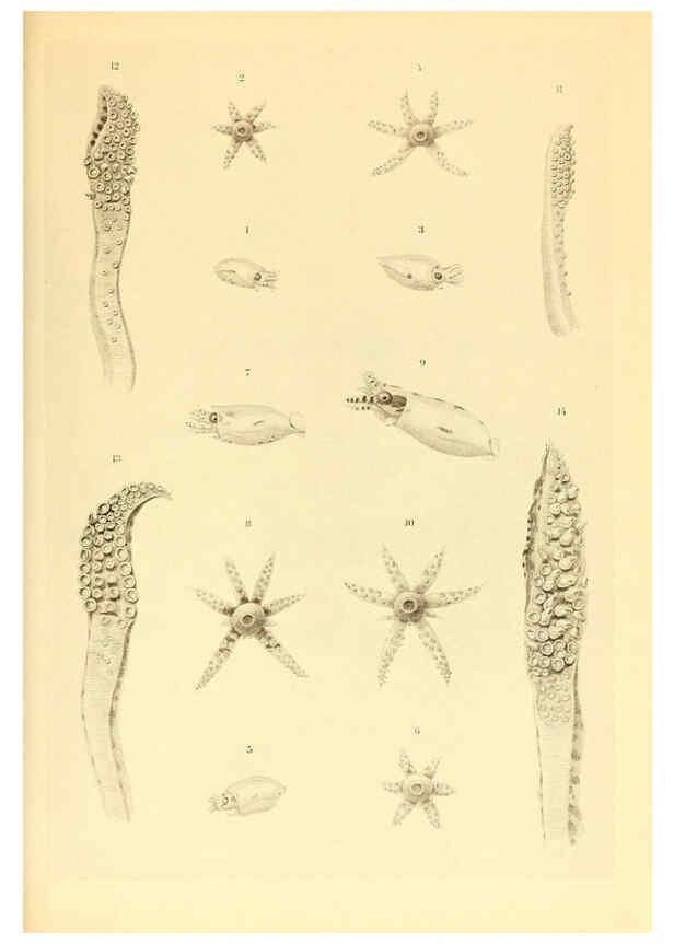Reproducción/Reproduction 6140275884: The Cephalopod. atlas Jerusalem :Israel Program for Scientific Translations ; Springfield, Va. : available from the U. S. National Technical Information Service,1975