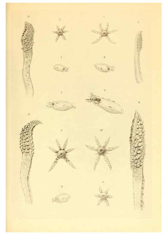 Reproducción/Reproduction 6140275884: The Cephalopod. atlas Jerusalem :Israel Program for Scientific Translations ; Springfield, Va. : available from the U. S. National Technical Information Service,1975