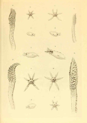 Reproducción/Reproduction 6140275884: The Cephalopod. atlas Jerusalem :Israel Program for Scientific Translations ; Springfield, Va. : available from the U. S. National Technical Information Service,1975