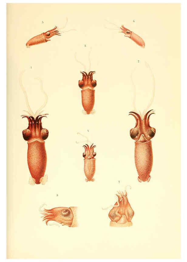 Reproducción/Reproduction 6139724973: The Cephalopod. atlas Jerusalem :Israel Program for Scientific Translations ; Springfield, Va. : available from the U. S. National Technical Information Service,1975