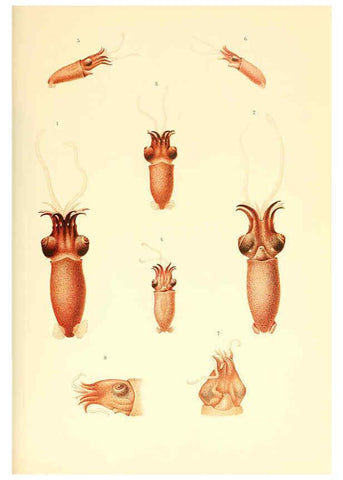 Reproducción/Reproduction 6139724973: The Cephalopod. atlas Jerusalem :Israel Program for Scientific Translations ; Springfield, Va. : available from the U. S. National Technical Information Service,1975