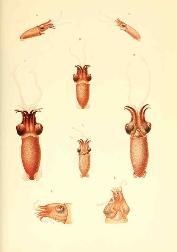 Reproducción/Reproduction 6139724973: The Cephalopod. atlas Jerusalem :Israel Program for Scientific Translations ; Springfield, Va. : available from the U. S. National Technical Information Service,1975