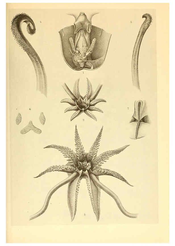 Reproducción/Reproduction 6140276216: The Cephalopod. atlas Jerusalem :Israel Program for Scientific Translations ; Springfield, Va. : available from the U. S. National Technical Information Service,1975