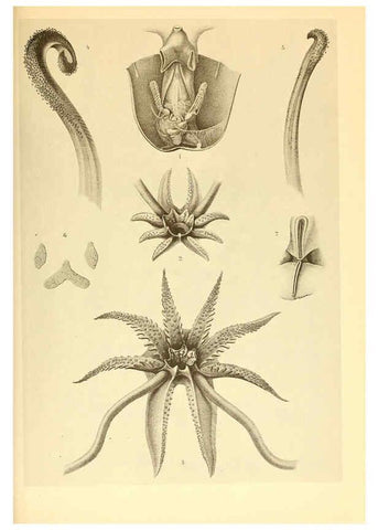 Reproducción/Reproduction 6140276216: The Cephalopod. atlas Jerusalem :Israel Program for Scientific Translations ; Springfield, Va. : available from the U. S. National Technical Information Service,1975