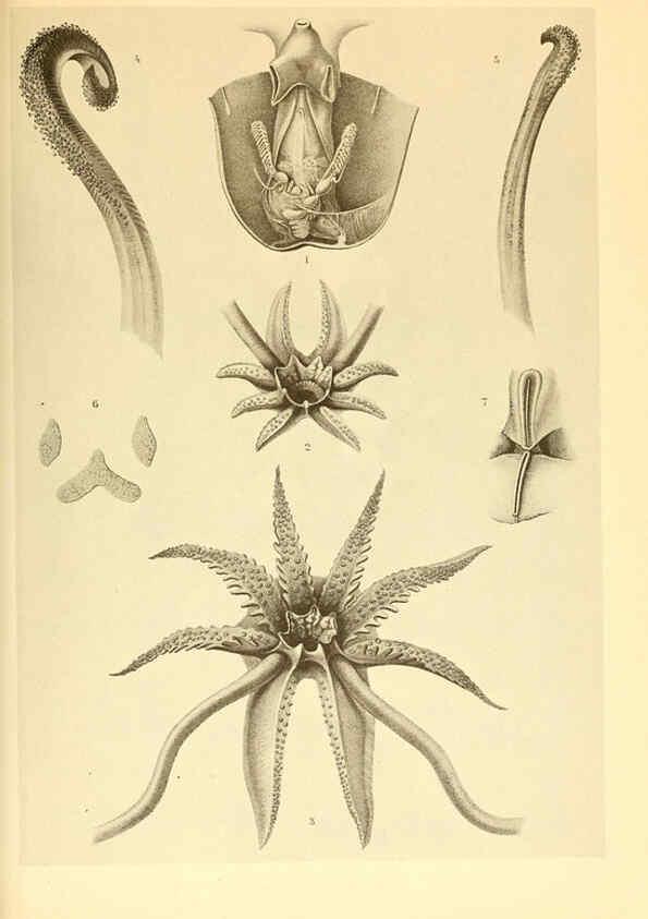 Reproducción/Reproduction 6140276216: The Cephalopod. atlas Jerusalem :Israel Program for Scientific Translations ; Springfield, Va. : available from the U. S. National Technical Information Service,1975