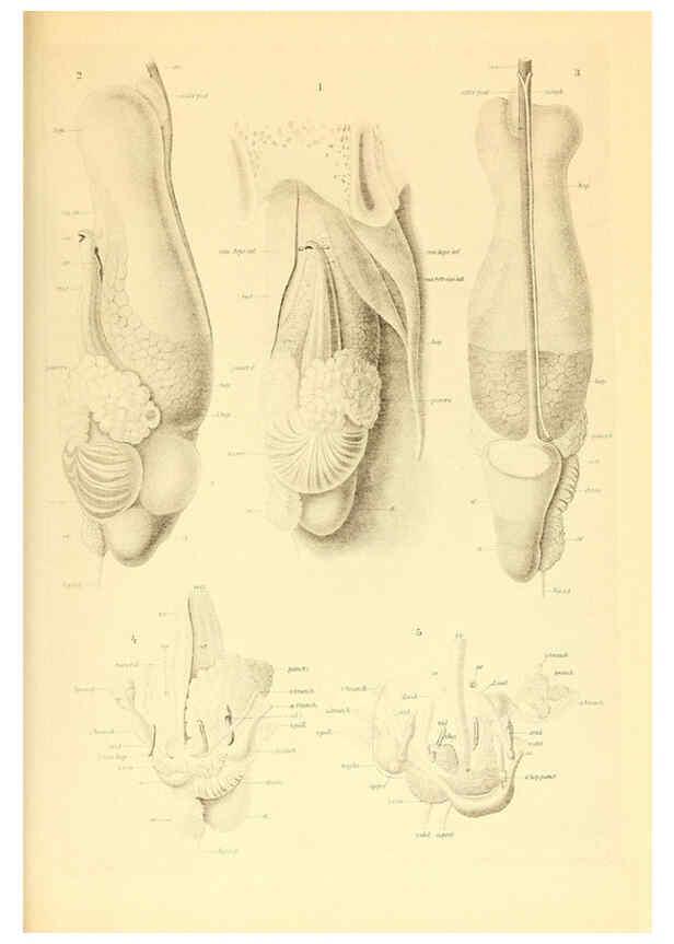 Reproducción/Reproduction 6139725369: The Cephalopod. atlas Jerusalem :Israel Program for Scientific Translations ; Springfield, Va. : available from the U. S. National Technical Information Service,1975