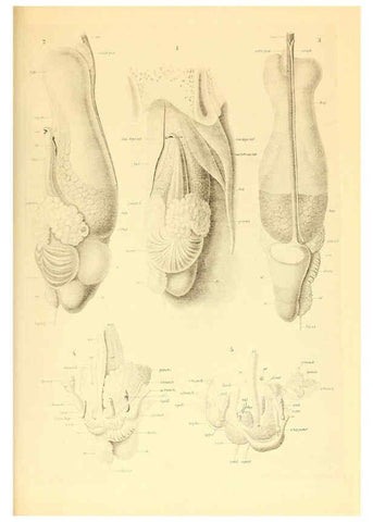 Reproducción/Reproduction 6139725369: The Cephalopod. atlas Jerusalem :Israel Program for Scientific Translations ; Springfield, Va. : available from the U. S. National Technical Information Service,1975