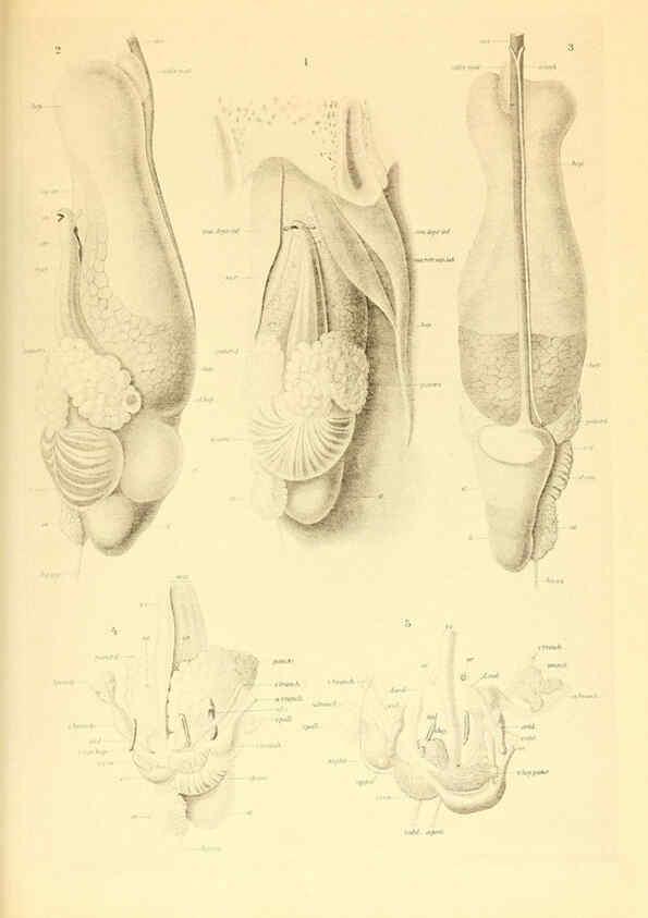 Reproducción/Reproduction 6139725369: The Cephalopod. atlas Jerusalem :Israel Program for Scientific Translations ; Springfield, Va. : available from the U. S. National Technical Information Service,1975