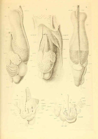 Reproducción/Reproduction 6139725369: The Cephalopod. atlas Jerusalem :Israel Program for Scientific Translations ; Springfield, Va. : available from the U. S. National Technical Information Service,1975