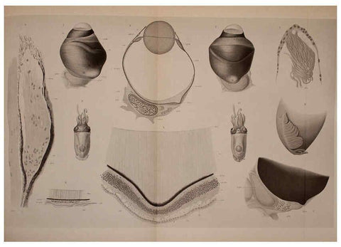 Reproducción/Reproduction 6140276662: The Cephalopod. atlas Jerusalem :Israel Program for Scientific Translations ; Springfield, Va. : available from the U. S. National Technical Information Service,1975