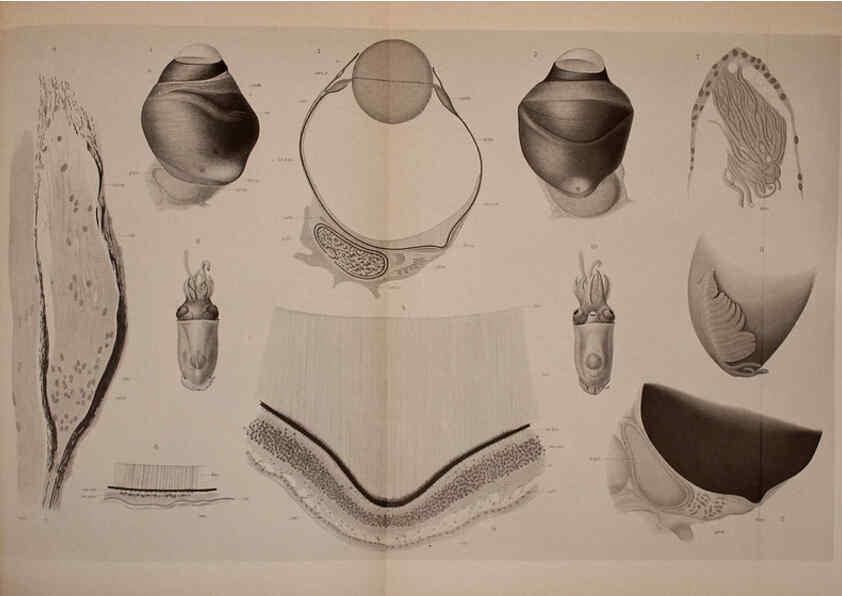 Reproducción/Reproduction 6140276662: The Cephalopod. atlas Jerusalem :Israel Program for Scientific Translations ; Springfield, Va. : available from the U. S. National Technical Information Service,1975