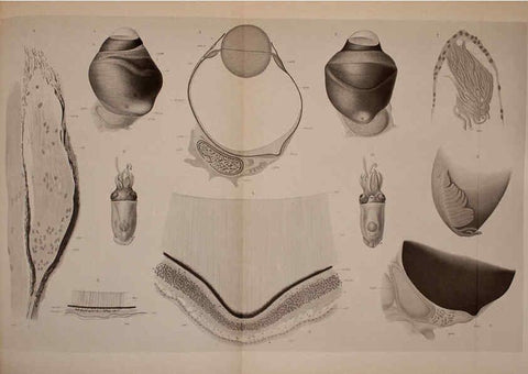 Reproducción/Reproduction 6140276662: The Cephalopod. atlas Jerusalem :Israel Program for Scientific Translations ; Springfield, Va. : available from the U. S. National Technical Information Service,1975