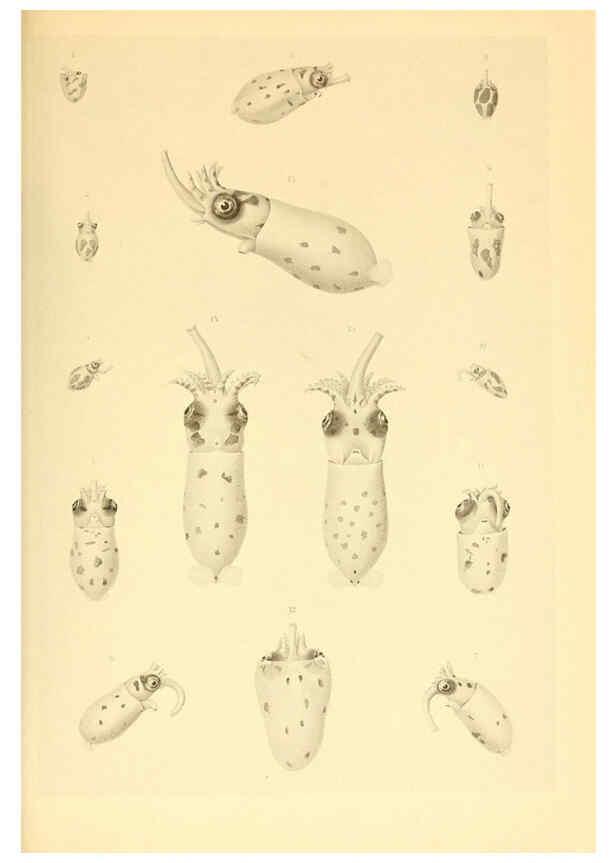 Reproducción/Reproduction 6140276914: The Cephalopod. atlas Jerusalem :Israel Program for Scientific Translations ; Springfield, Va. : available from the U. S. National Technical Information Service,1975