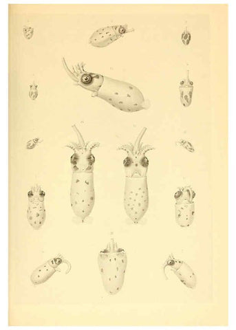 Reproducción/Reproduction 6140276914: The Cephalopod. atlas Jerusalem :Israel Program for Scientific Translations ; Springfield, Va. : available from the U. S. National Technical Information Service,1975