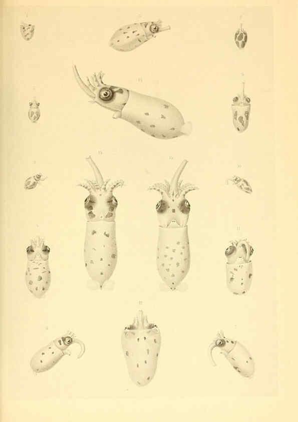 Reproducción/Reproduction 6140276914: The Cephalopod. atlas Jerusalem :Israel Program for Scientific Translations ; Springfield, Va. : available from the U. S. National Technical Information Service,1975