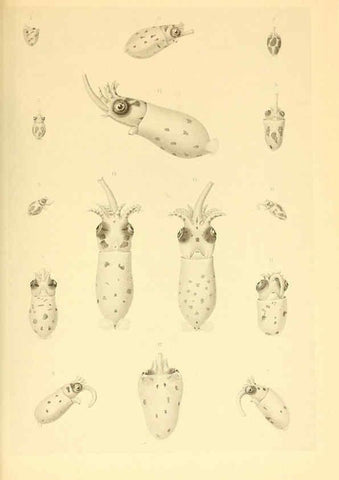 Reproducción/Reproduction 6140276914: The Cephalopod. atlas Jerusalem :Israel Program for Scientific Translations ; Springfield, Va. : available from the U. S. National Technical Information Service,1975