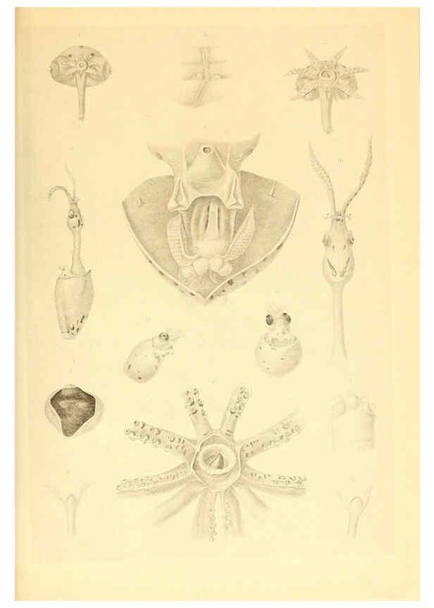 Reproducción/Reproduction 6140277062: The Cephalopod. atlas Jerusalem :Israel Program for Scientific Translations ; Springfield, Va. : available from the U. S. National Technical Information Service,1975