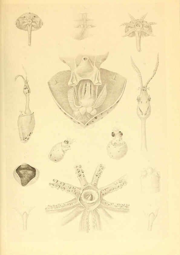 Reproducción/Reproduction 6140277062: The Cephalopod. atlas Jerusalem :Israel Program for Scientific Translations ; Springfield, Va. : available from the U. S. National Technical Information Service,1975
