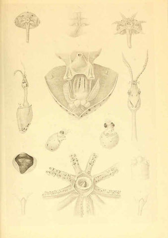 Reproducción/Reproduction 6140277062: The Cephalopod. atlas Jerusalem :Israel Program for Scientific Translations ; Springfield, Va. : available from the U. S. National Technical Information Service,1975