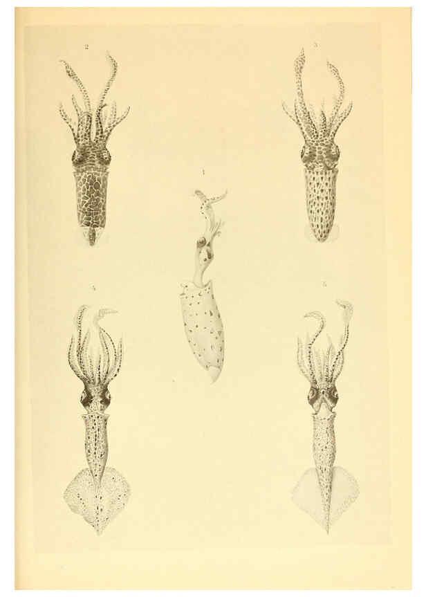 Reproducción/Reproduction 6140277222: The Cephalopod. atlas Jerusalem :Israel Program for Scientific Translations ; Springfield, Va. : available from the U. S. National Technical Information Service,1975