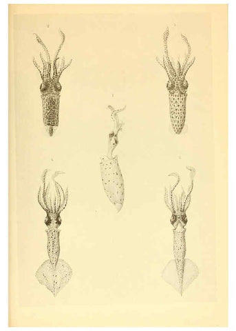 Reproducción/Reproduction 6140277222: The Cephalopod. atlas Jerusalem :Israel Program for Scientific Translations ; Springfield, Va. : available from the U. S. National Technical Information Service,1975