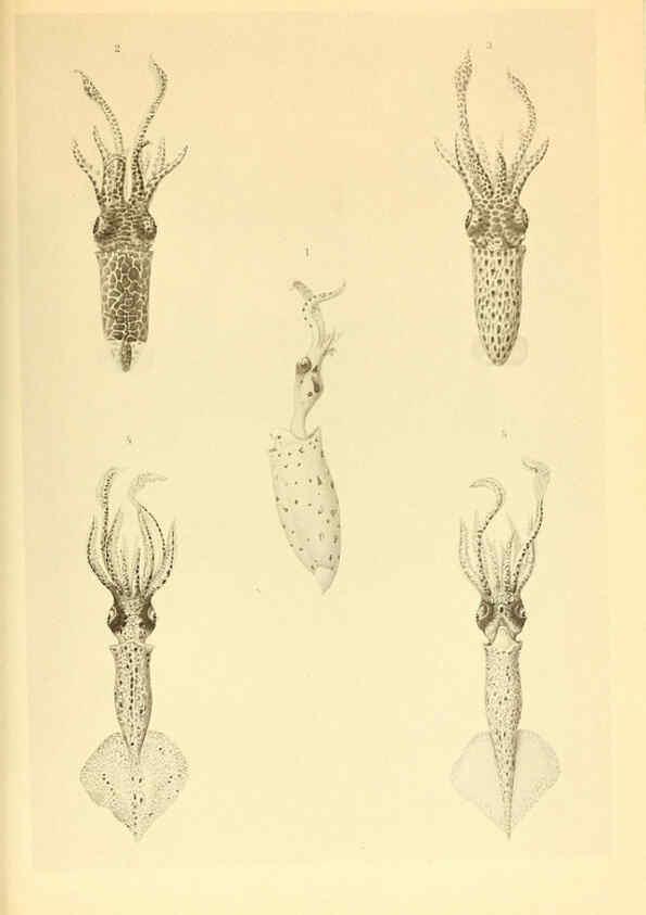 Reproducción/Reproduction 6140277222: The Cephalopod. atlas Jerusalem :Israel Program for Scientific Translations ; Springfield, Va. : available from the U. S. National Technical Information Service,1975